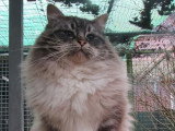 Chat Ragdoll mâle LOOF seal mitted tabby à vendre