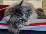 Chat Ragdoll mâle LOOF seal mitted tabby à vendre