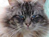 Chat Ragdoll mâle LOOF seal mitted tabby à vendre