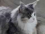 Chat Maine Coon bleu silver tabby LOOF à vendre