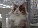 Chat Maine Coon bleu silver tabby LOOF à vendre