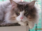 Chat Maine Coon bleu silver tabby LOOF à vendre
