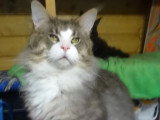 Chat Maine Coon bleu silver tabby LOOF à vendre