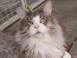 Chat Maine Coon bleu silver tabby LOOF à vendre