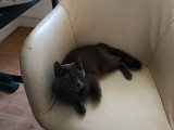 Chatte Bleu Russe disponible pour saillie