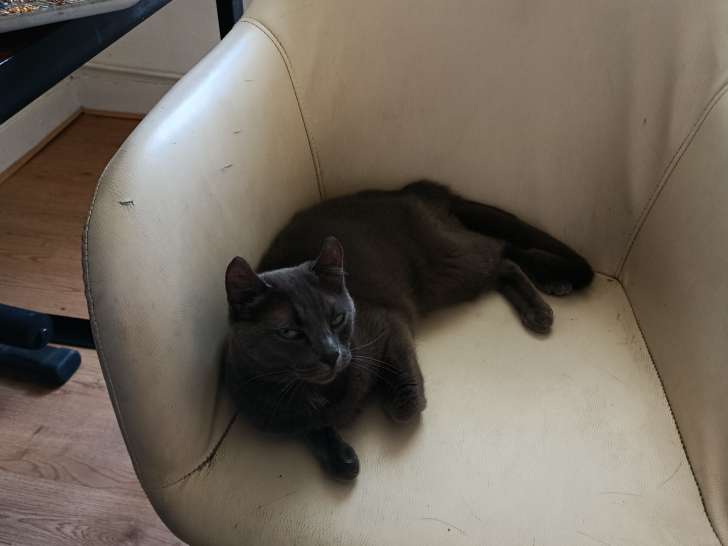 Chatte Bleu Russe disponible pour saillie