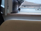 Chatte Bleu Russe disponible pour saillie