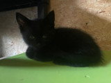 Chaton mâle noir à donner