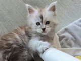Chaton femelle Maine Coon black smoke high LOOF à vendre née en avril 2026