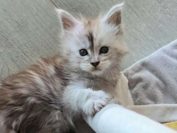Chaton femelle Maine Coon black smoke high LOOF à vendre née en avril 2026