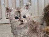 Chaton femelle Maine Coon black smoke high LOOF à vendre née en avril 2026