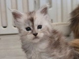 Chaton femelle Maine Coon black smoke high LOOF à vendre née en avril 2026