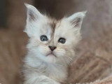 Chaton femelle Maine Coon black smoke high LOOF à vendre née en avril 2026