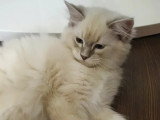 Chaton Ragdoll mâle seal tabby inscrit au LOOF à vendre