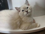 Chaton Ragdoll mâle seal tabby inscrit au LOOF à vendre