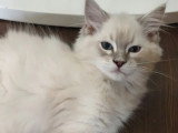 Chaton Ragdoll mâle seal tabby inscrit au LOOF à vendre