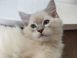 Chaton Ragdoll mâle seal tabby inscrit au LOOF à vendre