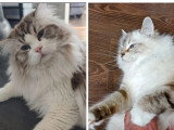 Chaton Ragdoll mâle seal tabby inscrit au LOOF à vendre