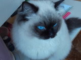 Magnifique et adorable chat Ragdoll pour saillie