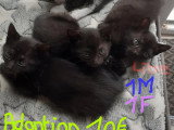Chatons à donner