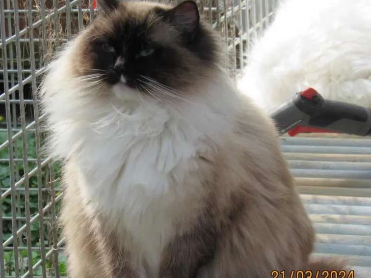 Chaton femelle Ragdoll seal mitted LOOF née en octobre 2022 à vendre