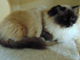 Chaton femelle Ragdoll seal mitted LOOF née en octobre 2022 à vendre
