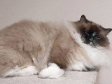 Chaton femelle Ragdoll seal mitted LOOF née en octobre 2022 à vendre