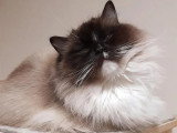 Chaton femelle Ragdoll seal mitted LOOF née en octobre 2022 à vendre