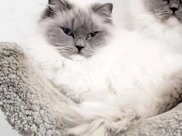 Chatte Ragdoll bleue mitted LOOF de juiilet 2022 à vendre