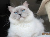 Chatte Ragdoll bleue mitted LOOF de juiilet 2022 à vendre