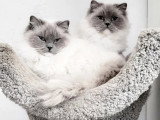 Chatte Ragdoll bleue mitted LOOF de juiilet 2022 à vendre