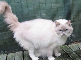 Chatte Ragdoll bleue mitted LOOF de juiilet 2022 à vendre