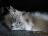 Chatte Ragdoll bleue mitted LOOF de juiilet 2022 à vendre