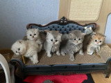 6 chatons British Longhair LOOF nés en avril 2026 à vendre