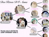 6 chatons British Longhair LOOF nés en avril 2026 à vendre