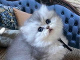 6 chatons British Longhair LOOF nés en avril 2026 à vendre