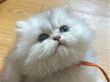 6 chatons British Longhair LOOF nés en avril 2026 à vendre