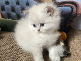 6 chatons British Longhair LOOF nés en avril 2026 à vendre
