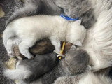 6 chatons British Longhair LOOF nés en avril 2026 à vendre