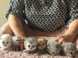 6 chatons British Longhair LOOF nés en avril 2026 à vendre