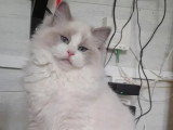 Chaton femelle Ragdoll bleu bicolor inscrite au LOOF à vendre
