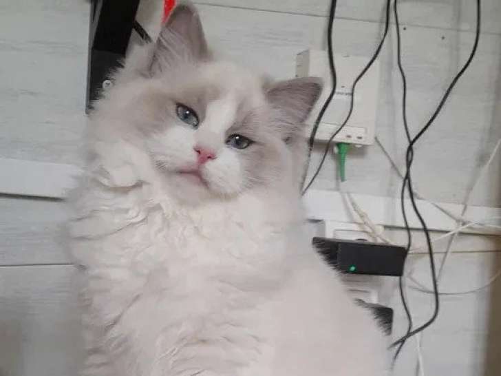 Chaton femelle Ragdoll bleu bicolor inscrite au LOOF à vendre