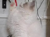 Chaton femelle Ragdoll bleu bicolor inscrite au LOOF à vendre