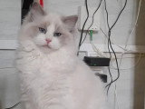 Chaton femelle Ragdoll bleu bicolor inscrite au LOOF à vendre