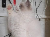 Chaton femelle Ragdoll bleu bicolor inscrite au LOOF à vendre