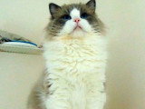 Chaton femelle Ragdoll bleu bicolor inscrite au LOOF à vendre