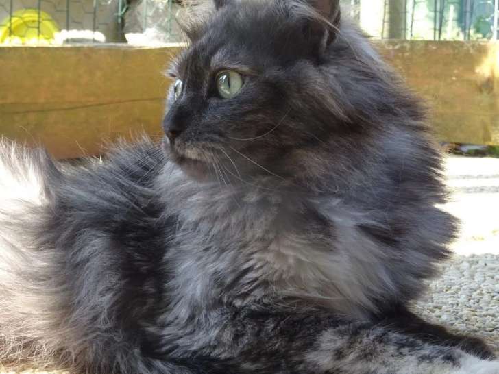 Chatte Maine Coon LOOF de 9 ans à vendre