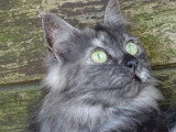 Chatte Maine Coon LOOF de 9 ans à vendre