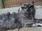 Chatte Maine Coon LOOF de 9 ans à vendre