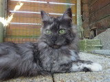 Chatte Maine Coon LOOF de 9 ans à vendre
